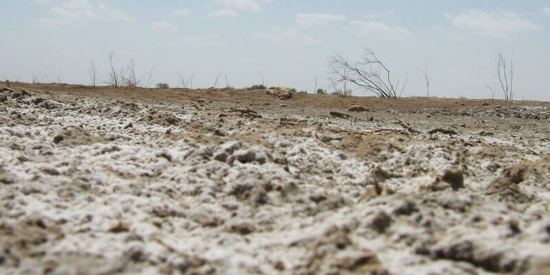 Засоление почв: глобальная сельскохозяйственная проблема — ASM-AGRO