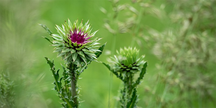 https://asm-agro.ru/storage/app/media/uploaded-files/close-up-flowering-plant-field.jpg